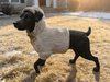 Original Life-Size Resin Puppy Sculptures